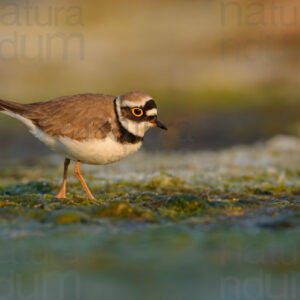 Photos of Little Ringed Plover (Charadrius dubius)