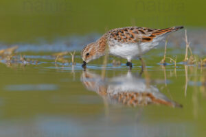 Foto di Gambecchio comune (Calidris minuta)