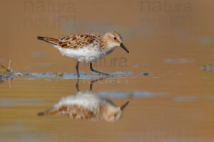 Foto di Gambecchio comune (Calidris minuta)