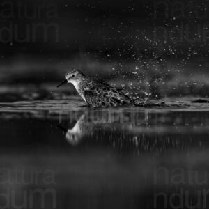 Foto di Gambecchio comune (Calidris minuta)