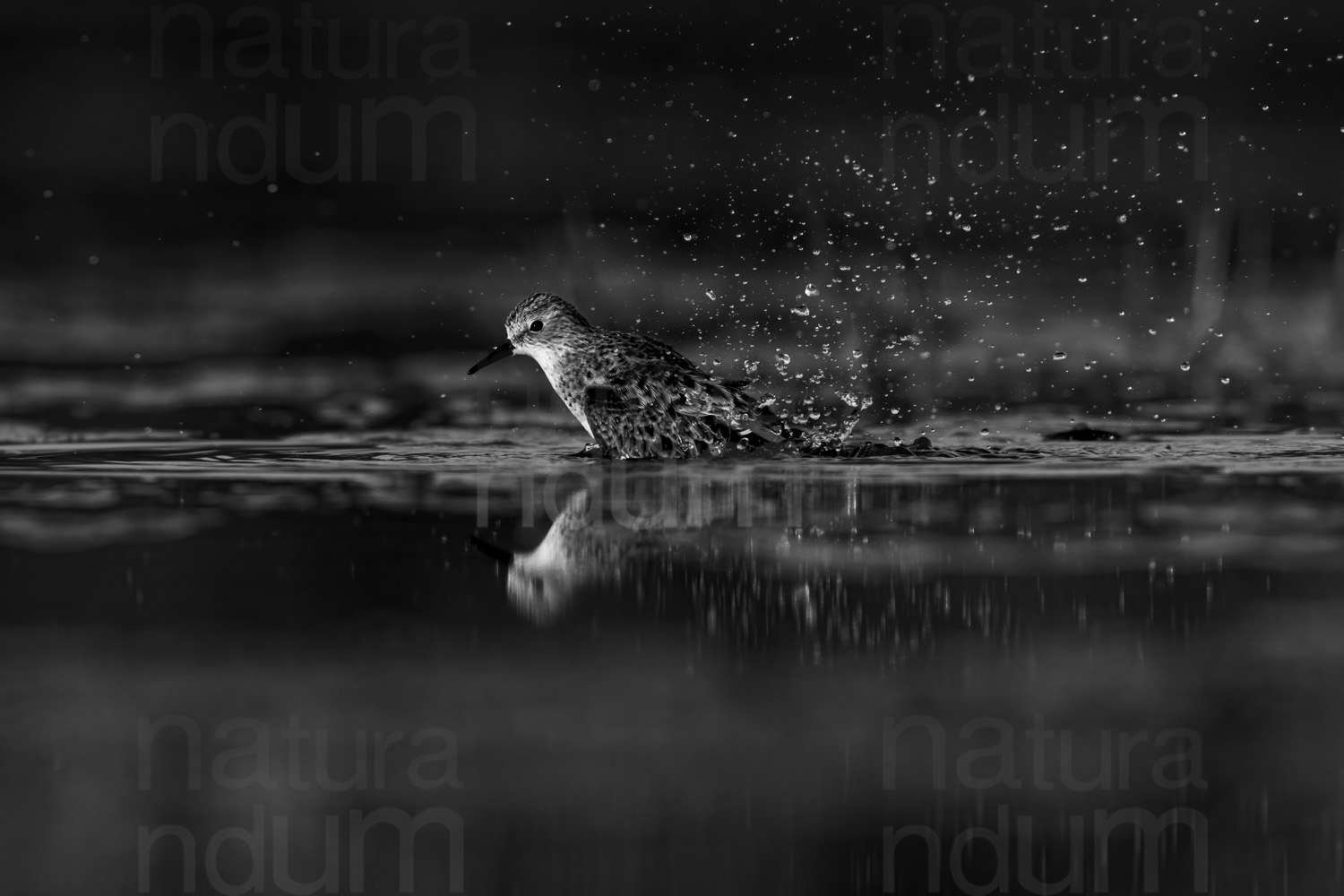 Foto di Gambecchio comune (Calidris minuta)