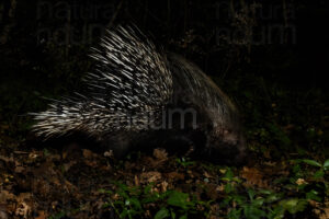 Foto di Istrice (Hystrix cristata)