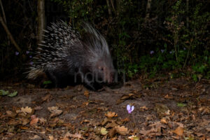 Foto di Istrice (Hystrix cristata)