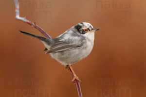 Foto di Occhiocotto (Sylvia melanocephala)