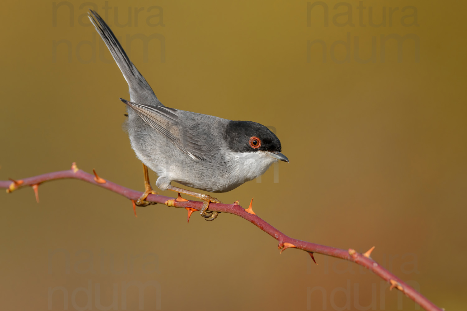 Foto di Occhiocotto (Sylvia melanocephala)