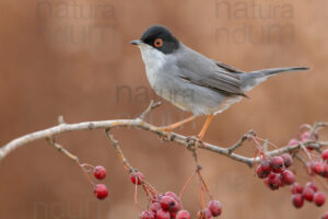 Foto di Occhiocotto (Sylvia melanocephala)