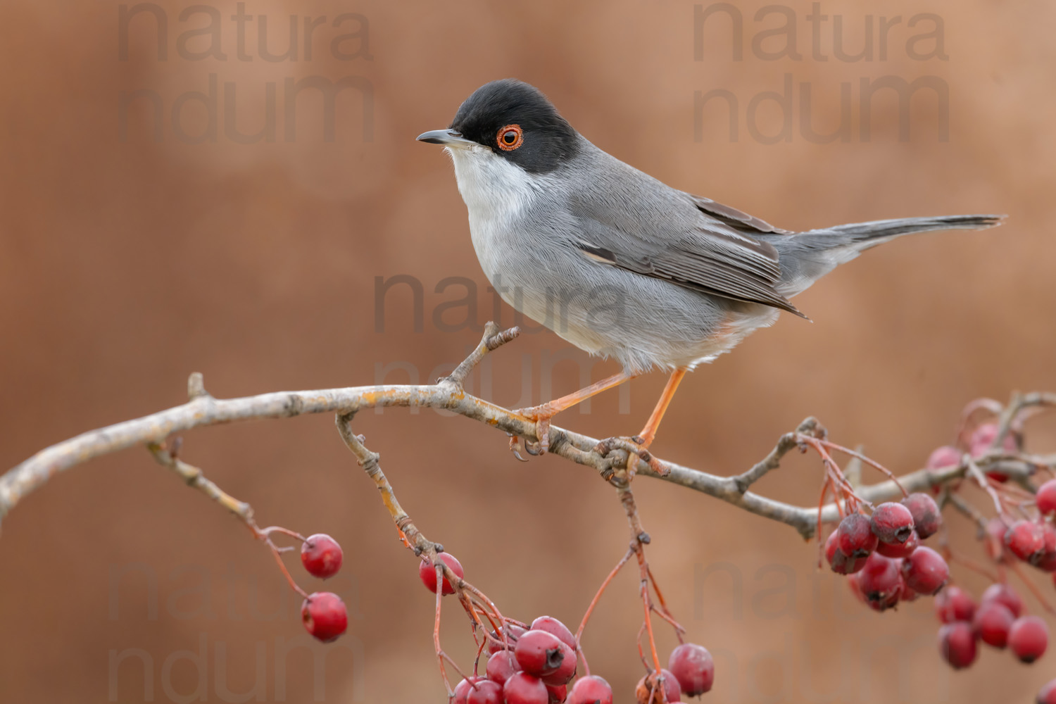 Photos of Sardinian Warbler (Sylvia melanocephala)