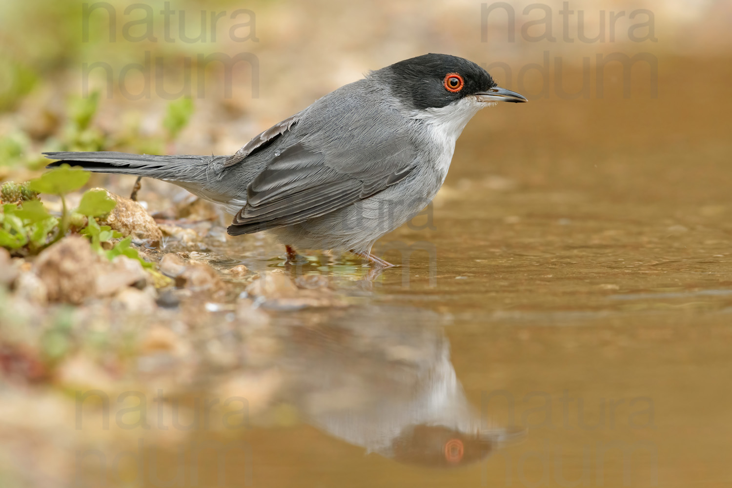 Foto di Occhiocotto (Sylvia melanocephala)