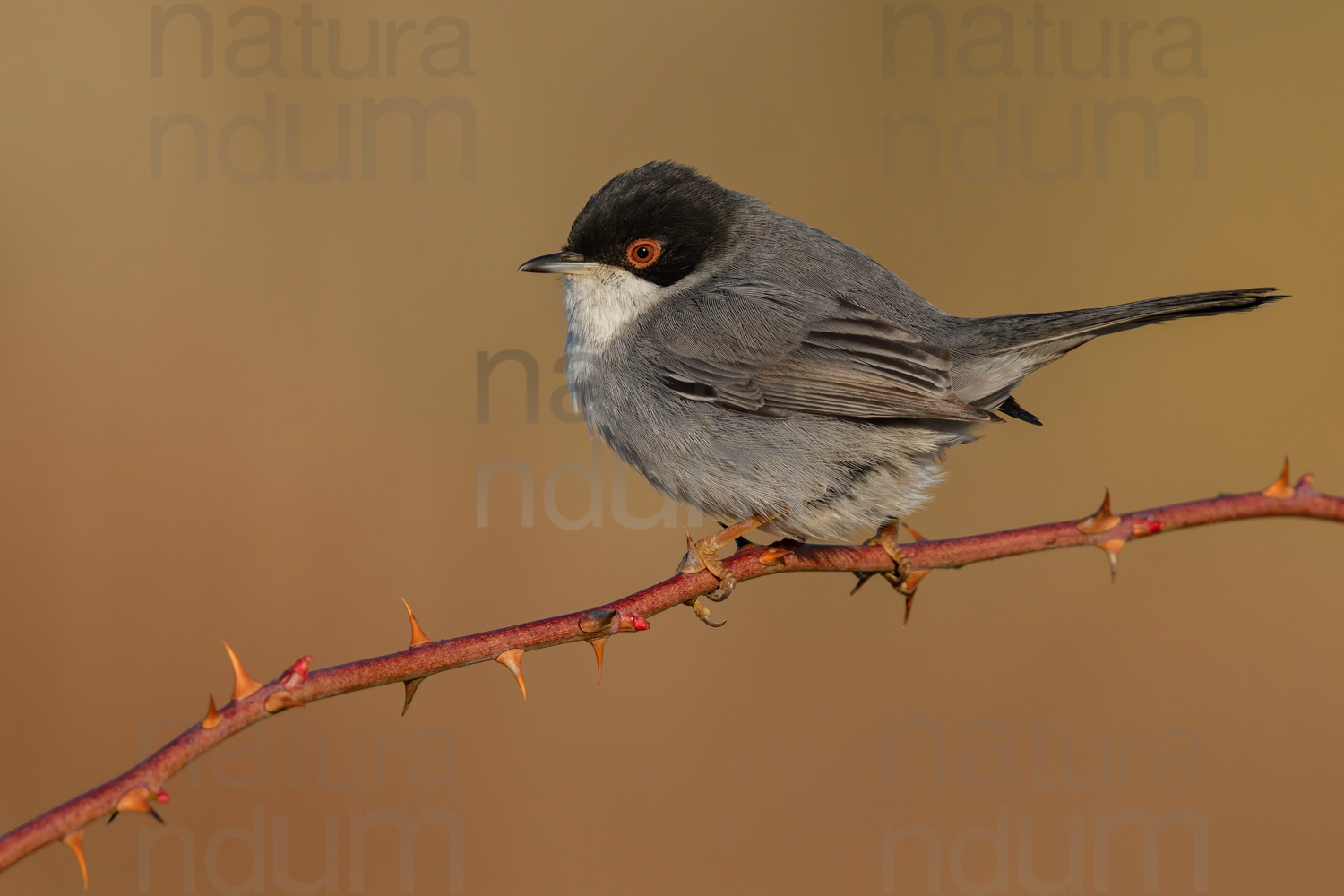 Foto di Occhiocotto (Sylvia melanocephala)