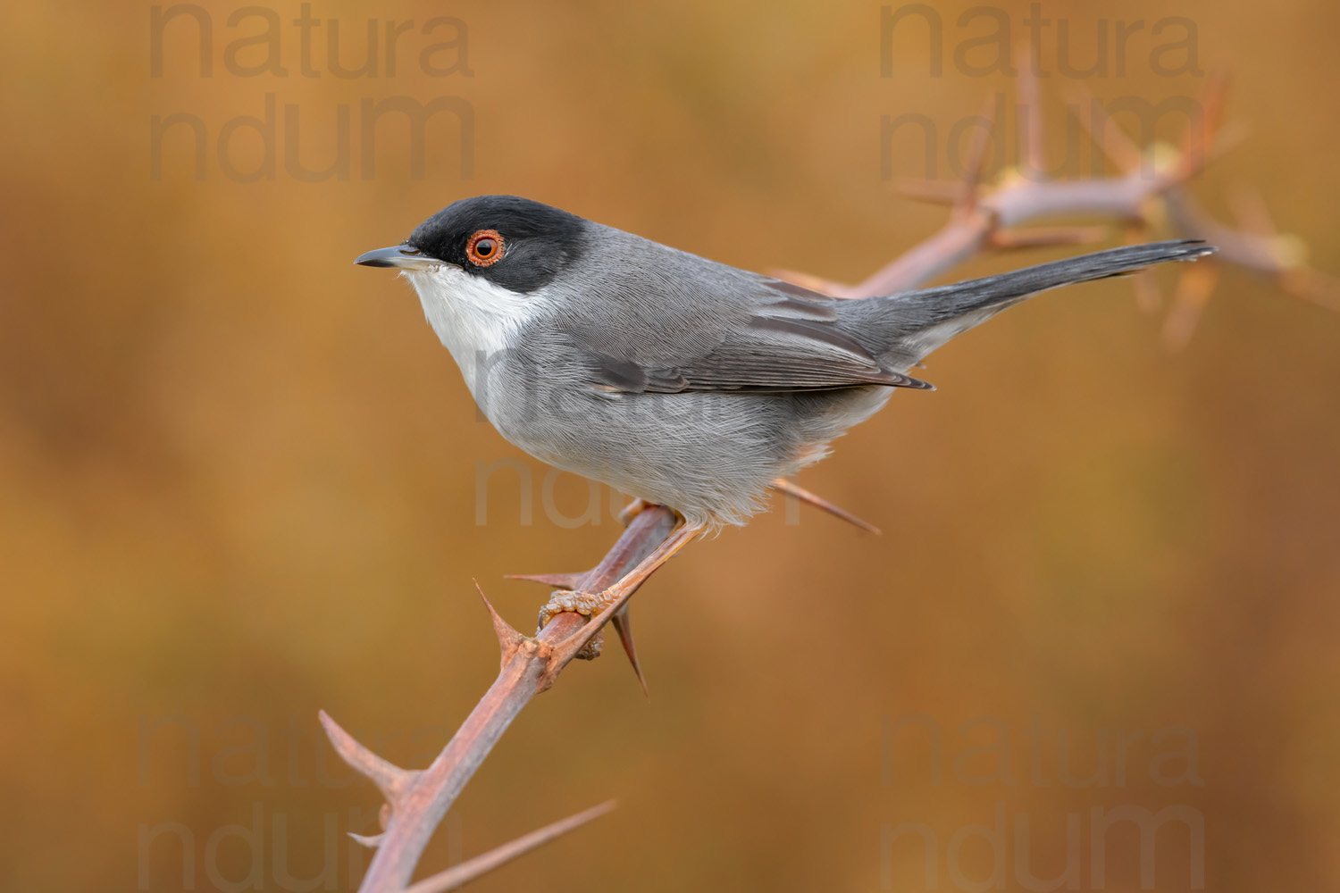 Foto di Occhiocotto (Sylvia melanocephala)