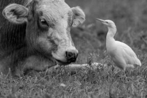 Foto di Airone guardabuoi (Bubulcus ibis)