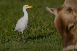 Foto di Airone guardabuoi (Bubulcus ibis)