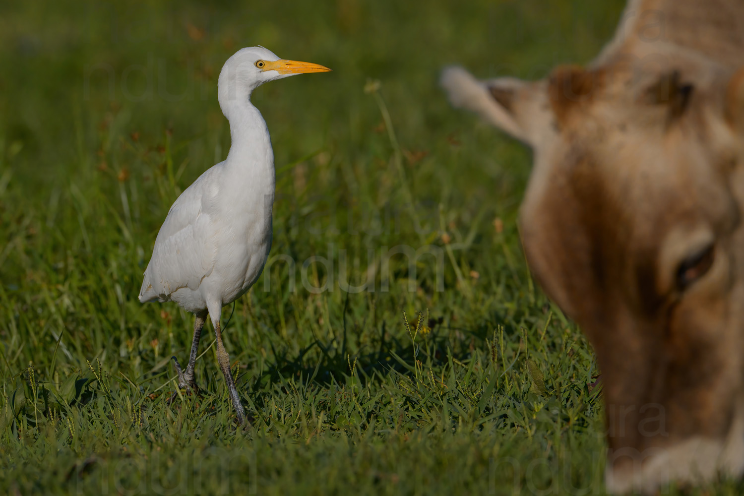 Photos of Cattle Egret (Bubulcus ibis)