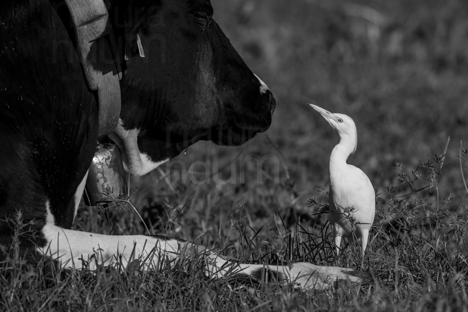 Foto di Airone guardabuoi (Bubulcus ibis)