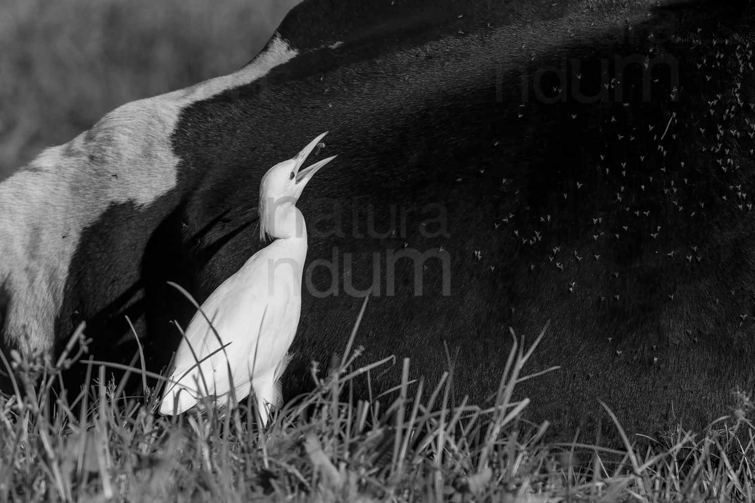 Foto di Airone guardabuoi (Bubulcus ibis)