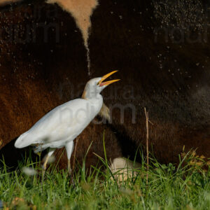 Photos of Cattle Egret (Bubulcus ibis)