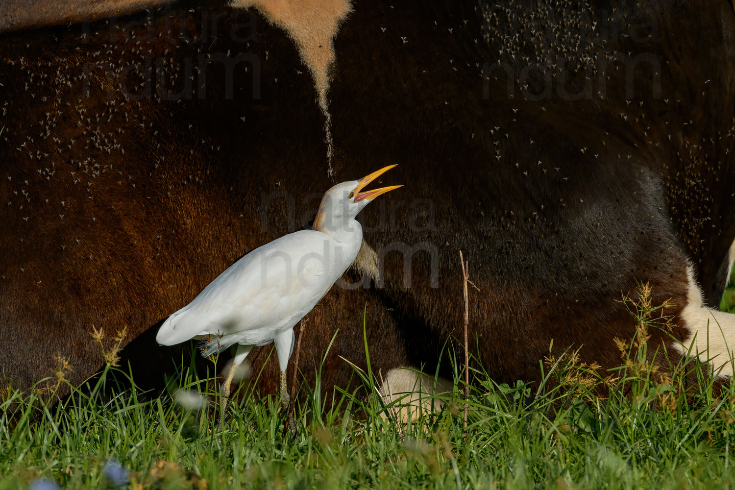 Foto di Airone guardabuoi (Bubulcus ibis)