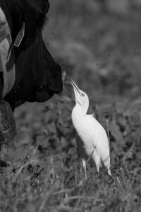 Foto di Airone guardabuoi (Bubulcus ibis)