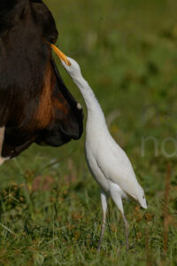 Foto di Airone guardabuoi (Bubulcus ibis)