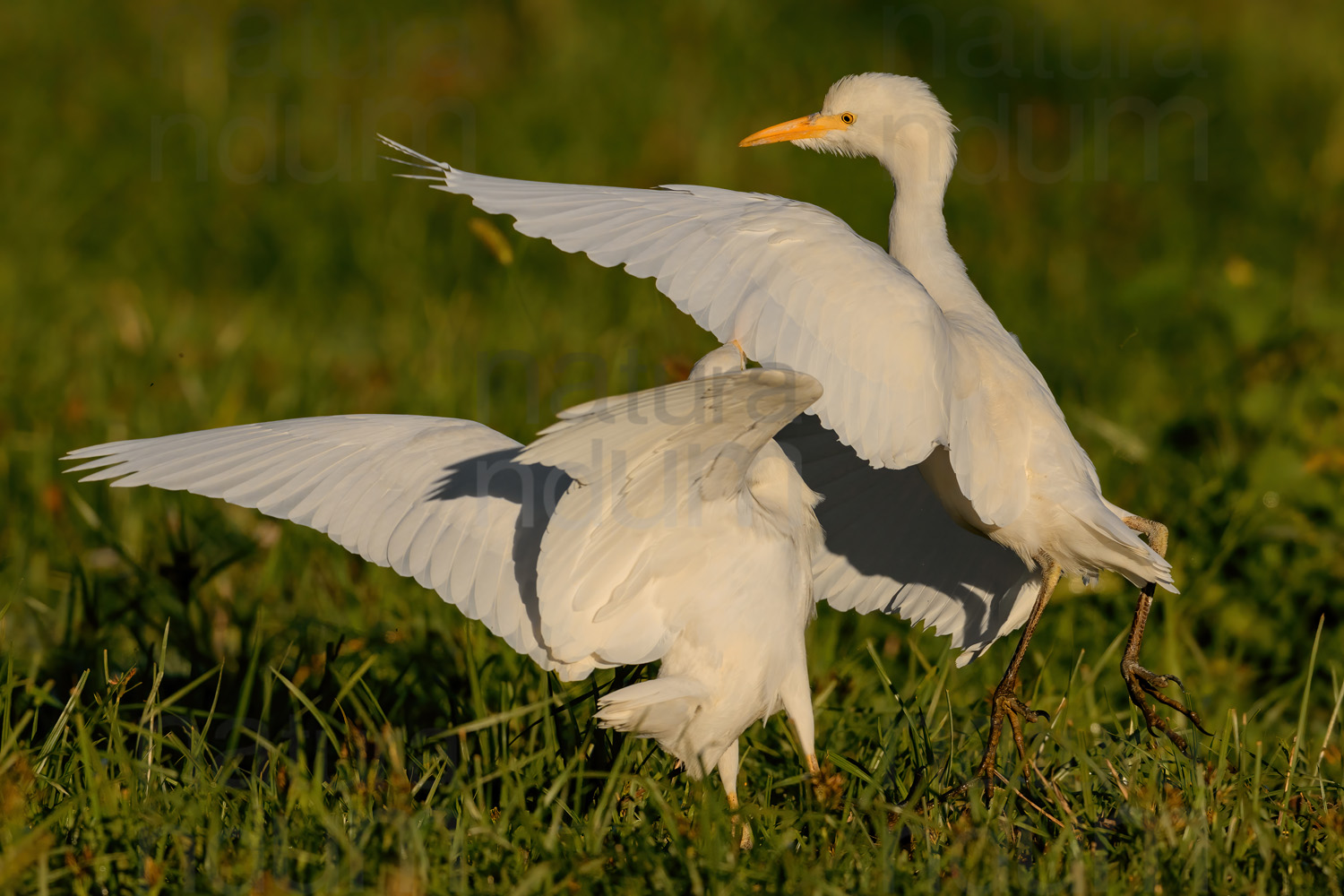 Photos of Cattle Egret (Bubulcus ibis)