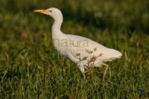 Foto di Airone guardabuoi (Bubulcus ibis)