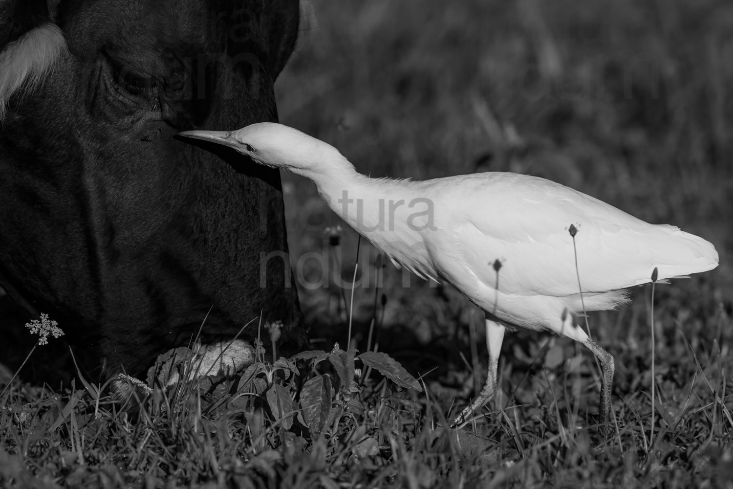 Foto di Airone guardabuoi (Bubulcus ibis)