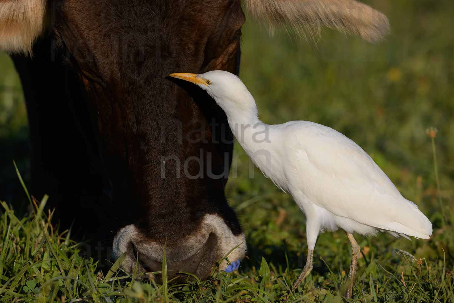 Foto di Airone guardabuoi (Bubulcus ibis)