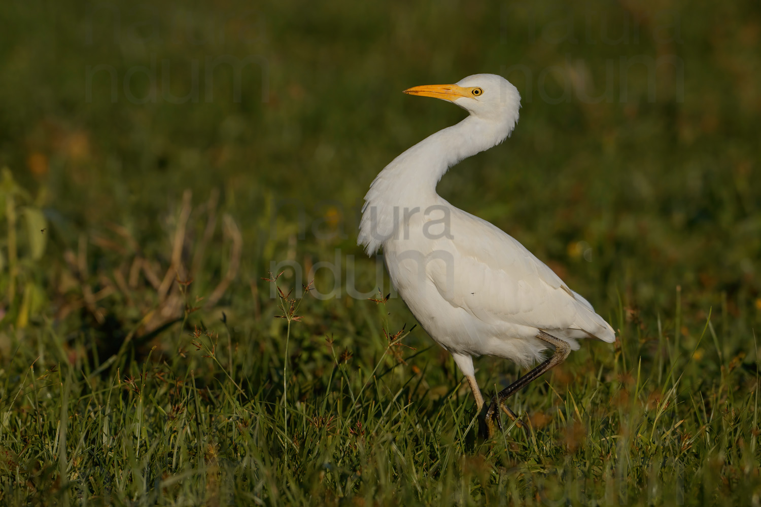 Foto di Airone guardabuoi (Bubulcus ibis)