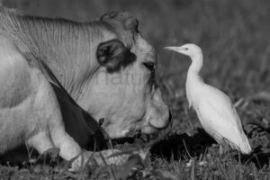 Foto di Airone guardabuoi (Bubulcus ibis)