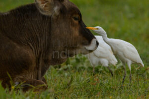 Foto di Airone guardabuoi (Bubulcus ibis)