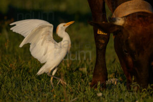 Foto di Airone guardabuoi (Bubulcus ibis)