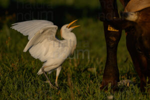 Foto di Airone guardabuoi (Bubulcus ibis)