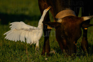 Foto di Airone guardabuoi (Bubulcus ibis)