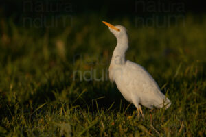 Foto di Airone guardabuoi (Bubulcus ibis)