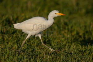 Photos of Cattle Egret (Bubulcus ibis)