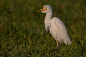 Foto di Airone guardabuoi (Bubulcus ibis)