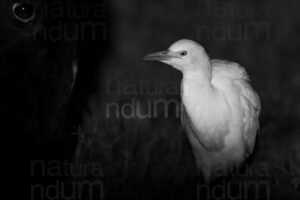 Foto di Airone guardabuoi (Bubulcus ibis)