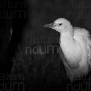 Foto di Airone guardabuoi (Bubulcus ibis)