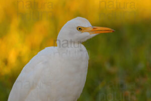 Foto di Airone guardabuoi (Bubulcus ibis)