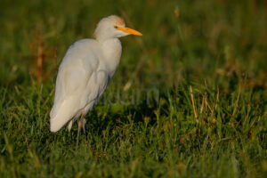 Foto di Airone guardabuoi (Bubulcus ibis)