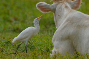 Foto di Airone guardabuoi (Bubulcus ibis)