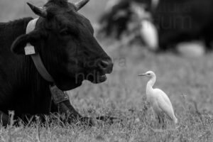 Foto di Airone guardabuoi (Bubulcus ibis)