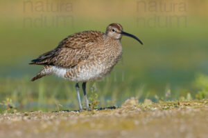 Foto di Chiurlo piccolo (Numenius phaeopus)