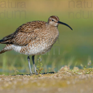 Foto di Chiurlo piccolo (Numenius phaeopus)