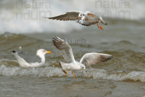 Foto di Gabbiano comune (Chroicocephalus ridibundus)