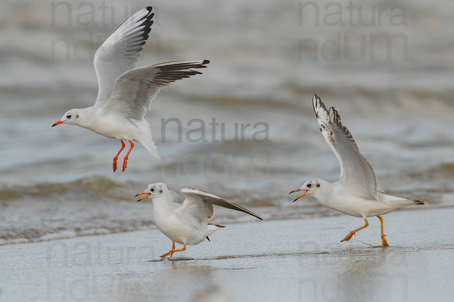 Foto di Gabbiano comune (Chroicocephalus ridibundus)