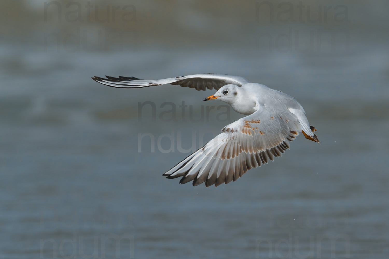 Foto Gabbiano comune (Chroicocephalus ridibundus)