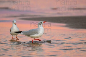 Foto di Gabbiano comune (Chroicocephalus ridibundus)