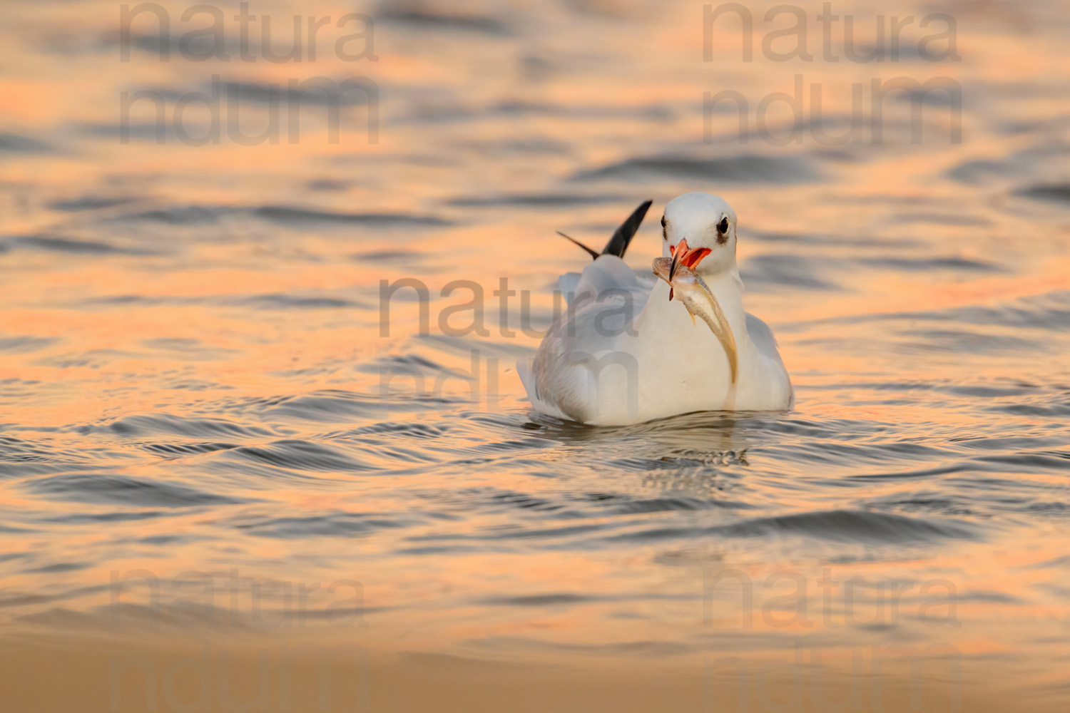 Foto di Gabbiano comune (Chroicocephalus ridibundus)