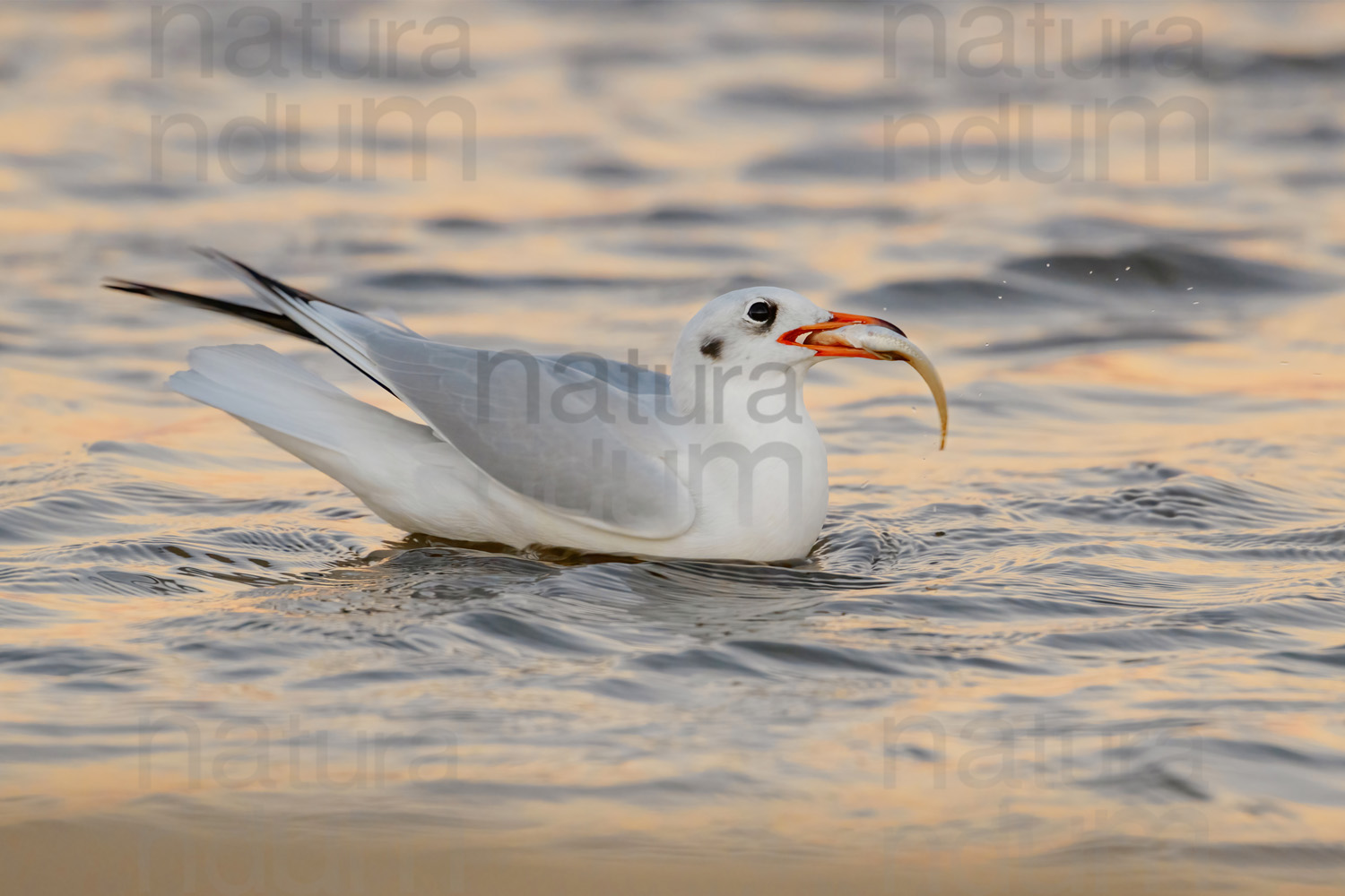 Foto di Gabbiano comune (Chroicocephalus ridibundus)